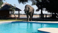 Mopani Safari Lodge Mid-range lodge bordering South Luangwa NP without fences – Day 4: Lunch & Dinner Included – Day 5-6: All Meals Included +4 Photos +3 Photos