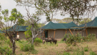 Untamed Migration Camps