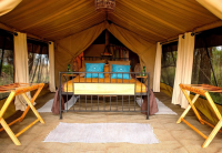 Intimate Camp Zebra