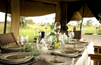 Intimate Camp Zebra