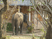 Wildlife Camp Zambia