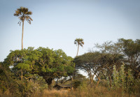 Chada Safari Camp Katavi