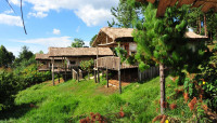 Gorilla Mist Camp