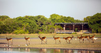 Shoebill Island Camp
