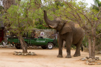 Tremisana Game Lodge