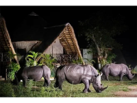Ziwa Rhino and Wildlife Ranch - Chalets