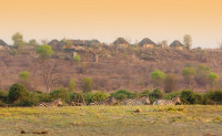 Ngoma Safari Lodge
