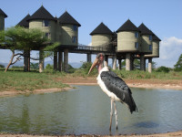 Salt Lick Safari Lodge