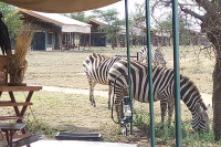 Tanzania Bush Camps - Mara River