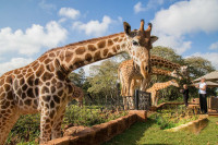 Giraffe Manor