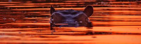 7-Day Authentic Botswana Safari in Linyanti & Khwai