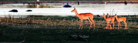 12-Day Botswana & Zimbabwe Couple's Getaway