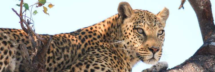 Arrive in Botswana & Transfer to Central Kalahari Game Reserve