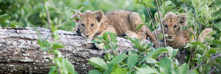 Explore Chobe National Park