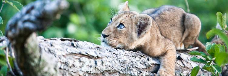 Chobe National Park – Optional Safari Activities
