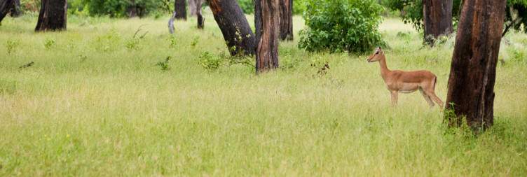 Transfer to Chobe National Park