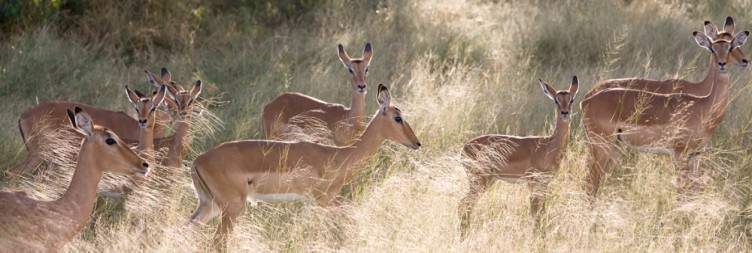 Charming Chobe