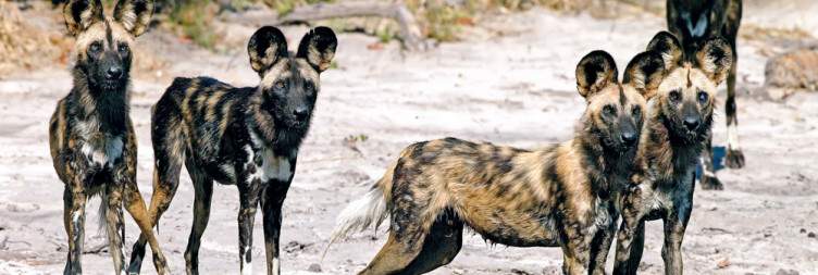 Arrival & Transfer to Chobe National Park