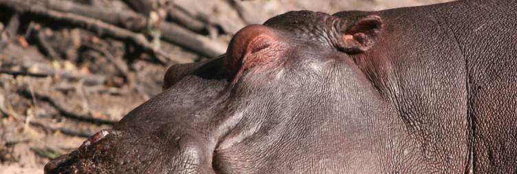 Chobe National Park Game Drive & Boat Cruise