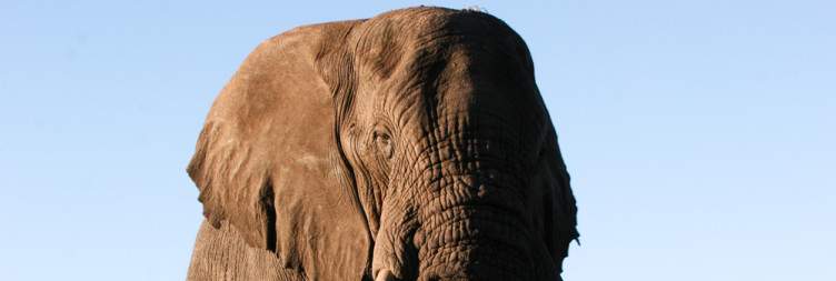 Chobe Morning Game Drive and Chobe Sunset Cruise