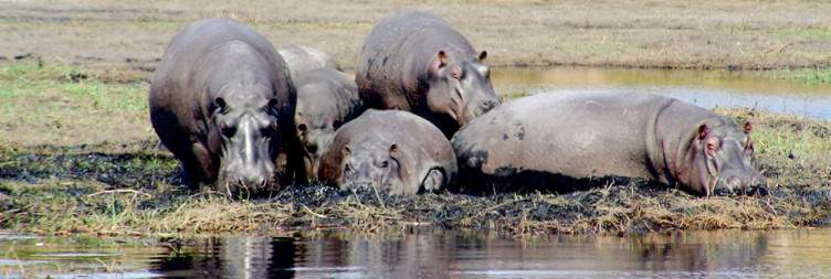 Transfer to Chobe National Park & Sunset Boat Safari