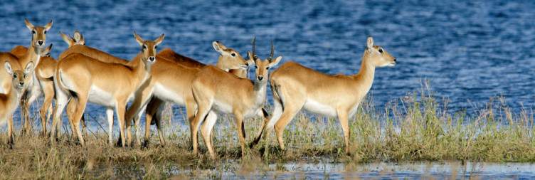 Victoria Falls to Chobe National Park