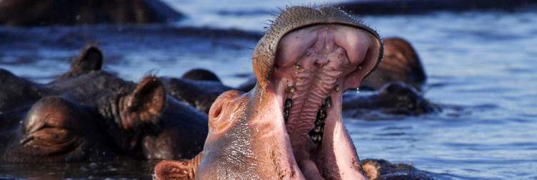 Game Activities in Chobe National Park