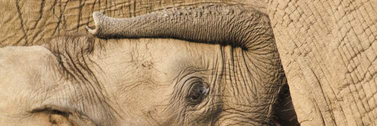 Chobe National Park