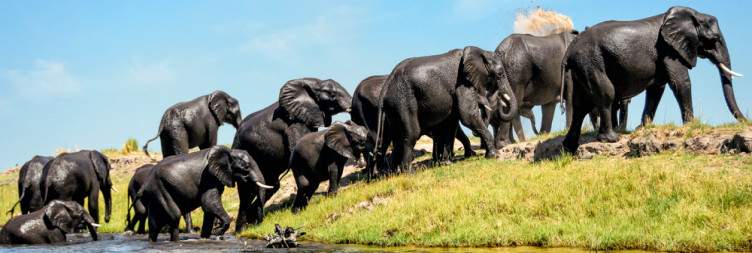 Chobe Morning Game Drive & Sunset Cruise