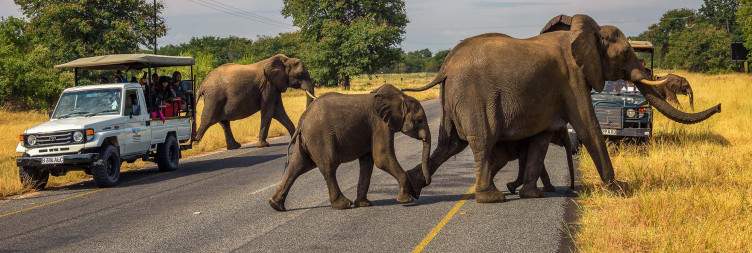 Chobe National Park Full-Day Game Drive