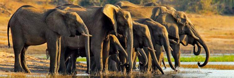 Chobe National Park