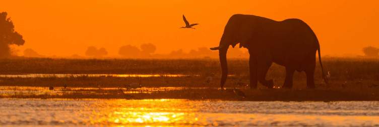 Chobe fullday Trip & Boma Dinner