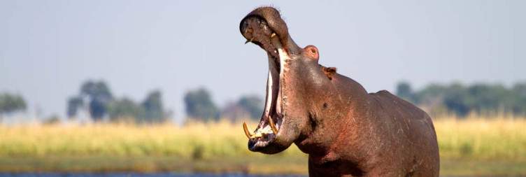 Chobe National Park