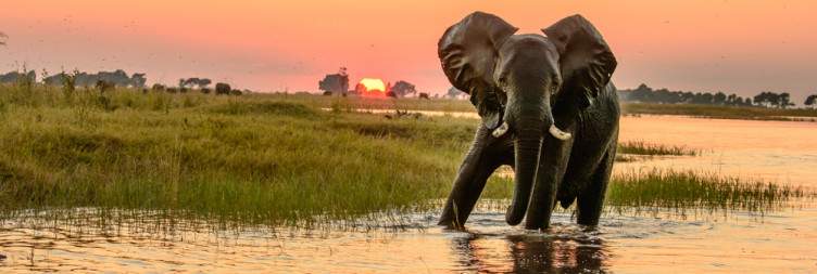 Chobe River