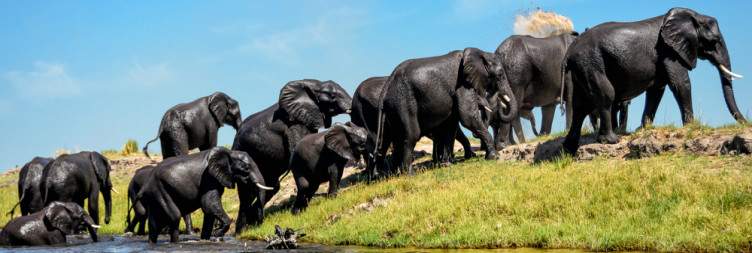 Culture and Wildlife