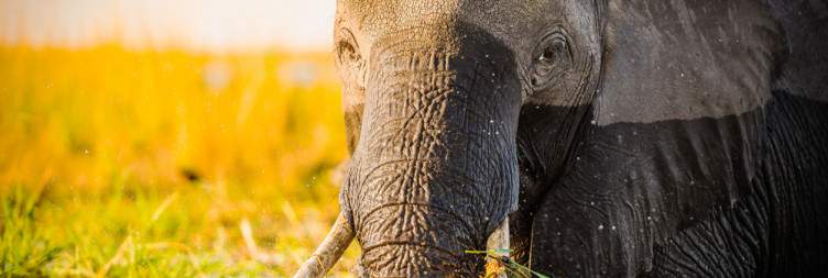 Exploring the Chobe River