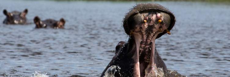 Exploring the Duba Plains Concession, Okavango Delta