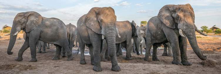 Chobe to Elephant Sands