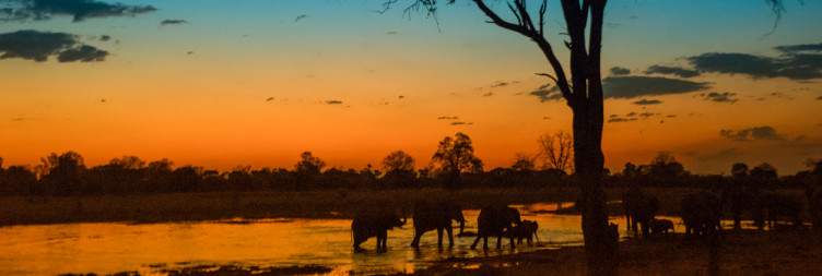 Full-Day Safari in Khwai