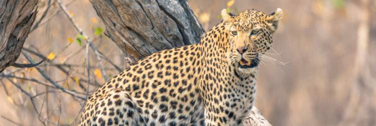 Explore Khwai & Okavango Delta