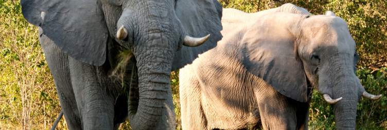 Explore the Okavango Delta