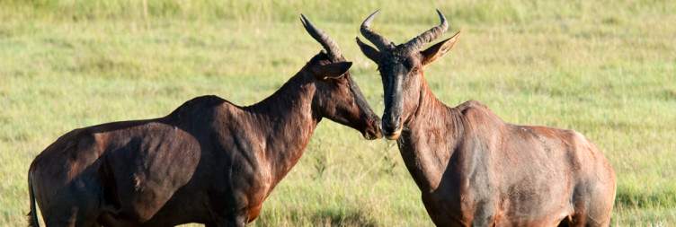 Transfer to Okavango Delta