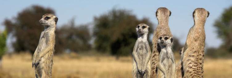 Magical Makgadikgadi Pans National Park