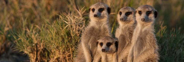 Transfers To Planet Baobab and Optional activities