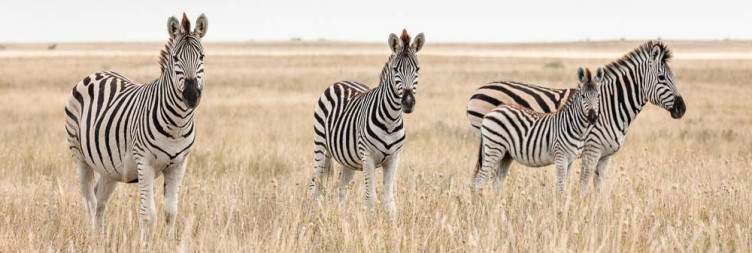 Meerkats & Ntwetwe Salt Pans / Transfer to Maun