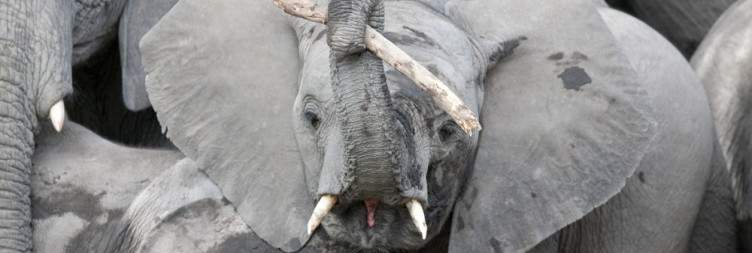 Moremi Game Reserve Romance