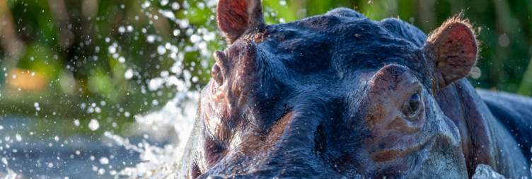 Pick-Up from Sedia Hotel & Transfer to Moremi Game Reserve