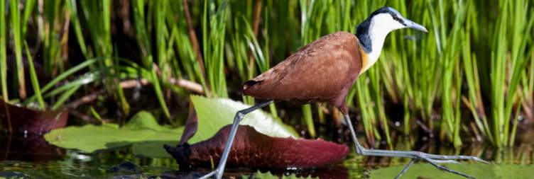 Mokoro Canoeing Experience or Game Drive in Moremi