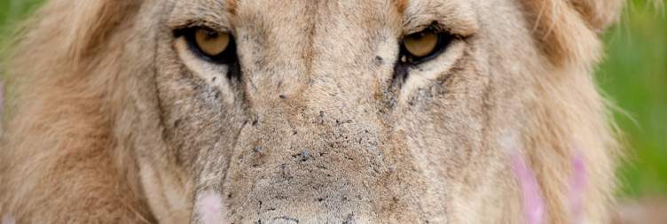 Full-Day Game Viewing in Moremi