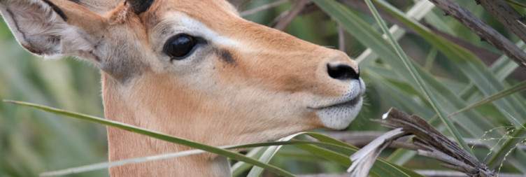 Game Drives in Moremi Game Reserve